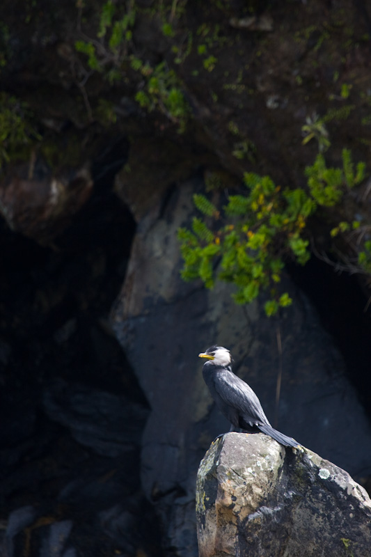 LIttle Pied Shag On Rock